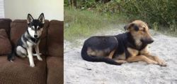 Pomsky vs Indian Pariah Dog - Breed Comparison