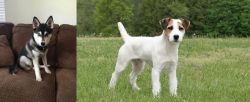 Pomsky vs Jack Russell Terrier - Breed Comparison