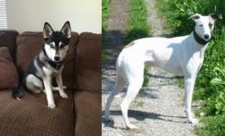 Pomsky vs Kaikadi - Breed Comparison