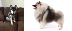 Pomsky vs Keeshond - Breed Comparison