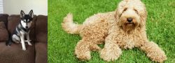 Pomsky vs Labradoodle - Breed Comparison