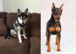 Pomsky vs Miniature Pinscher - Breed Comparison