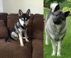 Pomsky vs Norwegian Elkhound - Breed Comparison