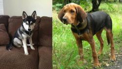 Pomsky vs Polish Hound - Breed Comparison
