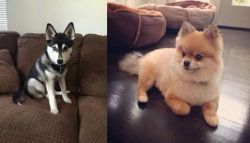 Pomsky vs Pomeranian - Breed Comparison