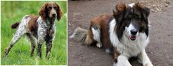 Pont-Audemer Spaniel vs Aidi - Breed Comparison