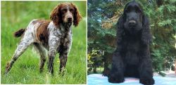 Pont-Audemer Spaniel vs American Cocker Spaniel - Breed Comparison