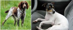 Pont-Audemer Spaniel vs Chilean Fox Terrier - Breed Comparison