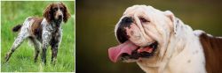 Pont-Audemer Spaniel vs English Bulldog - Breed Comparison