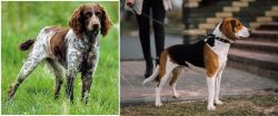 Pont-Audemer Spaniel vs Estonian Hound - Breed Comparison