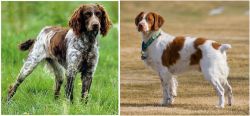 Pont-Audemer Spaniel vs French Brittany - Breed Comparison