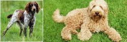 Pont-Audemer Spaniel vs Labradoodle - Breed Comparison