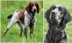 Pont-Audemer Spaniel vs Picardy Spaniel - Breed Comparison