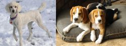 Poodle vs Beagle - Breed Comparison