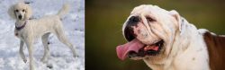 Poodle vs English Bulldog - Breed Comparison