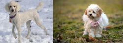 Poodle vs West Highland White Terrier - Breed Comparison