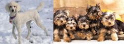 Poodle vs Yorkshire Terrier - Breed Comparison