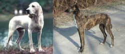 Porcelaine vs American Staghound - Breed Comparison