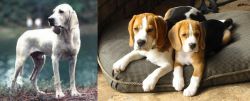 Porcelaine vs Beagle - Breed Comparison