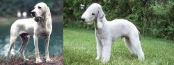 Porcelaine vs Bedlington Terrier - Breed Comparison