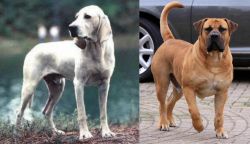 Porcelaine vs Boerboel - Breed Comparison