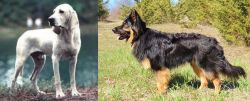 Porcelaine vs Bohemian Shepherd - Breed Comparison