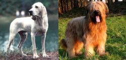 Porcelaine vs Briard - Breed Comparison