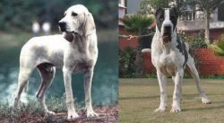 Porcelaine vs Bully Kutta - Breed Comparison