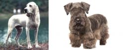Porcelaine vs Cesky Terrier - Breed Comparison
