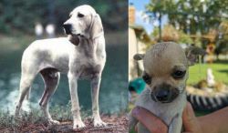 Porcelaine vs Chihuahua - Breed Comparison
