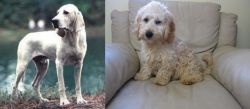 Porcelaine vs Cockachon - Breed Comparison