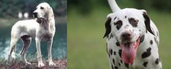 Porcelaine vs Dalmatian - Breed Comparison
