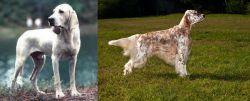 Porcelaine vs English Setter - Breed Comparison