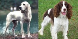 Porcelaine vs English Springer Spaniel - Breed Comparison