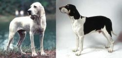 Porcelaine vs Francais Blanc et Noir - Breed Comparison