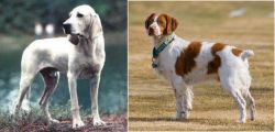 Porcelaine vs French Brittany - Breed Comparison