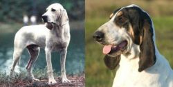 Porcelaine vs Grand Gascon Saintongeois - Breed Comparison