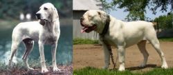 Porcelaine vs Hermes Bulldogge - Breed Comparison