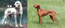 Porcelaine vs Hungarian Vizsla - Breed Comparison