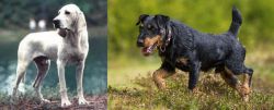 Porcelaine vs Jagdterrier - Breed Comparison