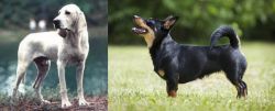 Porcelaine vs Lancashire Heeler - Breed Comparison