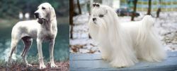 Porcelaine vs Maltese - Breed Comparison