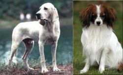 Porcelaine vs Phalene - Breed Comparison