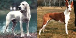 Porcelaine vs Podenco Canario - Breed Comparison