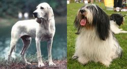 Porcelaine vs Polish Lowland Sheepdog - Breed Comparison