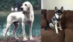 Porcelaine vs Pomsky - Breed Comparison