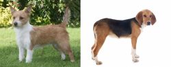 Portuguese Podengo vs Beagle-Harrier - Breed Comparison