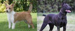 Portuguese Podengo vs Canis Panther - Breed Comparison