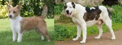 Portuguese Podengo vs Central Asian Shepherd - Breed Comparison