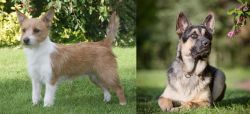 Portuguese Podengo vs East European Shepherd - Breed Comparison